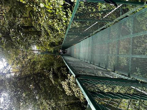 Long green metal suspension bridge stretching through dense rainforest with hikers crossing