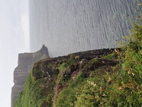 Sheer sea cliff with wildflowers and green vegetation dropping to grey ocean below