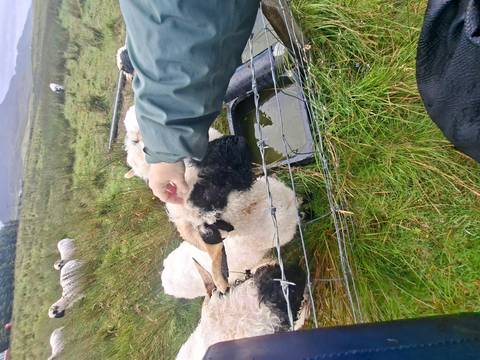 Visitor pets a black-faced sheep over a wire fence in a grassy field