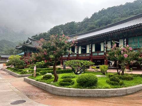 Traditional Korean temple buildings and manicured garden with blooming pink trees set against misty forested mountains.