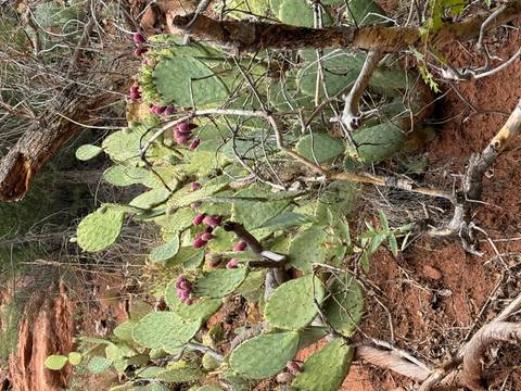 Close view of prickly pear cactus with purple fruit against red soil