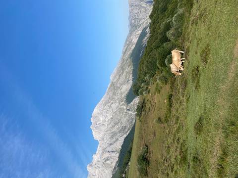Green pasture with two grazing cattle beneath a sharp grey mountain and deep blue sky.