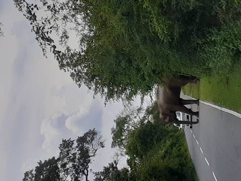 A wild elephant steps out of dense roadside foliage onto a two-lane road as a car waits nearby under a cloudy sky.