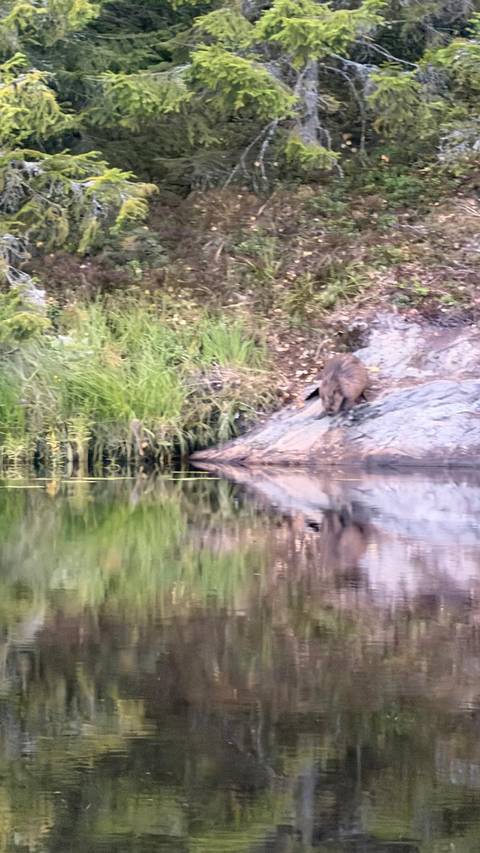 Wolves, Moose and Beavers in the Forests of Central Sweden customer review photo