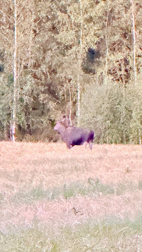 Wolves, Moose and Beavers in the Forests of Central Sweden customer review photo