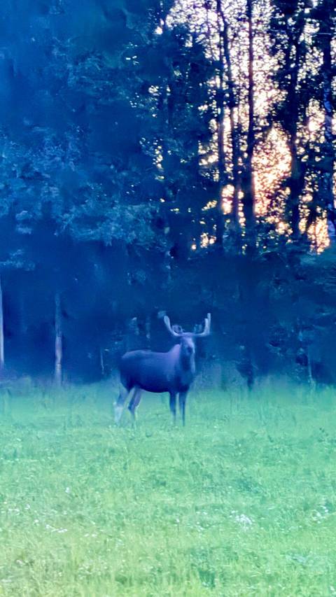 Wolves, Moose and Beavers in the Forests of Central Sweden customer review photo