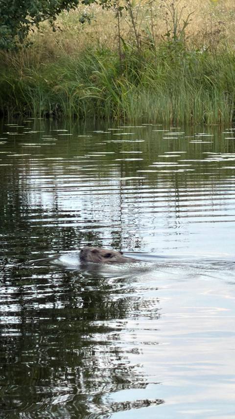 Wolves, Moose and Beavers in the Forests of Central Sweden customer review photo