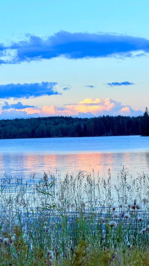 Wolves, Moose and Beavers in the Forests of Central Sweden customer review photo