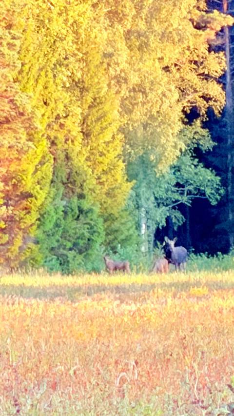 Wolves, Moose and Beavers in the Forests of Central Sweden customer review photo