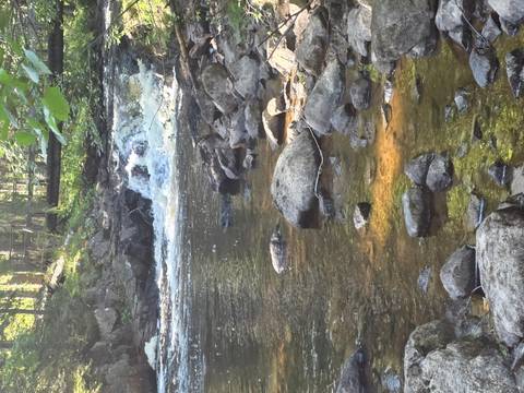 Shallow forest stream running over rocks and small cascade.