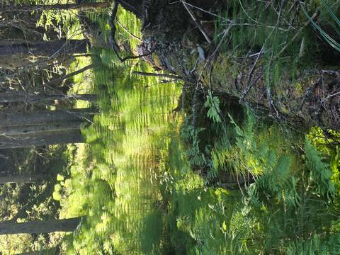 Sun-dappled forest floor with tall ferns and fallen mossy log.
