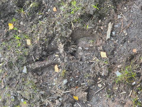 Close-up of muddy forest floor with faint animal track impressions.