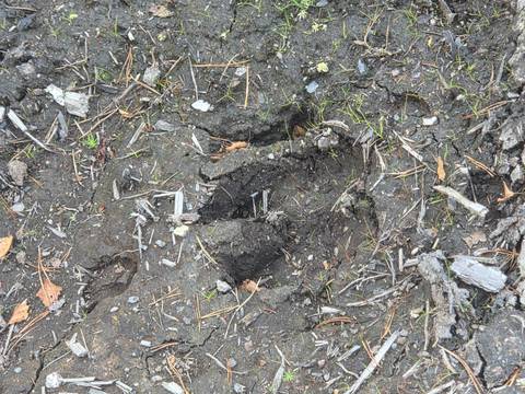 Detailed view of single hoof print in damp earth surrounded by twigs.