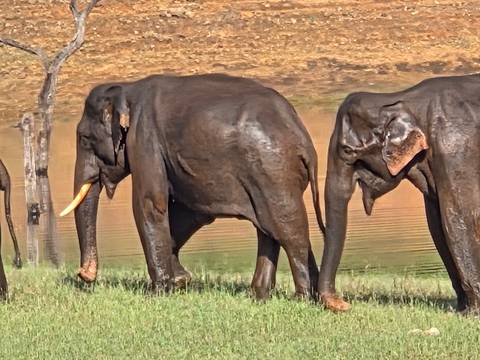 Three wild elephants walking along grassy bank of waterhole in national park.