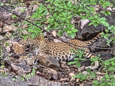 Leopard camouflaged among rocky terrain and green foliage.