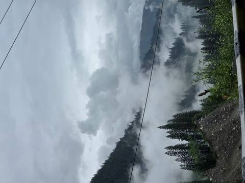 Misty pine-covered valley with low clouds and mountain backdrop, power line crossing foreground.
