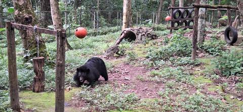 Black bear roaming an enriched forest enclosure with toys and climbing structures.