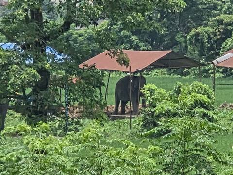 Elephant standing beneath a simple canopy in a lush green field surrounded by trees.