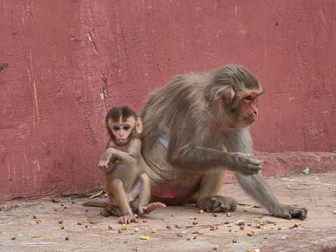 Mother monkey and infant sit against a faded red wall, the baby peering curiously at the camera.