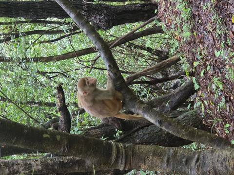 Young monkey balances on a tree branch in a dense green forest.