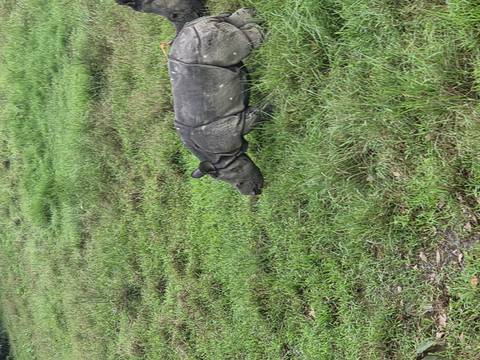 Young one-horned rhino walking through dewy grassland in the early morning.