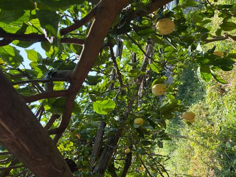 Sun-dappled lemon grove with ripe yellow fruit hanging from wooden trellises