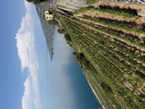 Lavaux vineyard terraces descending towards Lake Geneva under a partly cloudy sky