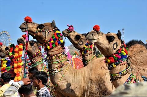 Line of colourfully decorated camels and riders at the festive Pushkar Camel Fair against a clear blue sky.