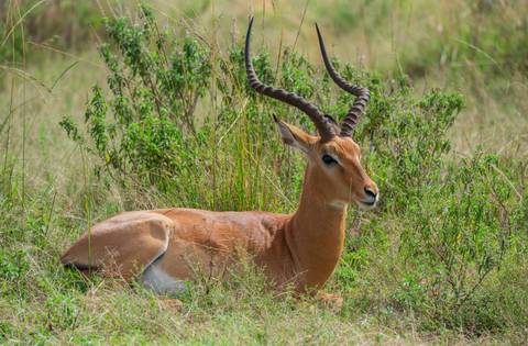 Resting antelope with spiralled horns lies in tall grass in Ranthambore reserve.
