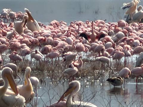 Large flock of pink flamingos and pelicans congregating in shallow lake waters