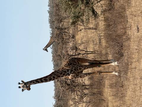 Two giraffes standing tall on dry savannah dotted with small bushes under clear sky