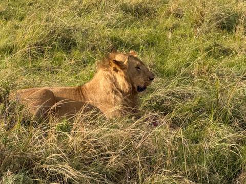 A male lion resting in tall green–yellow savannah grass under bright daylight.