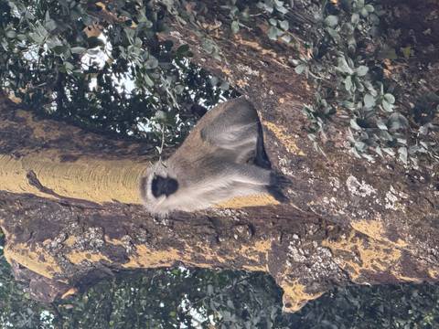 A vervet monkey perched on a mossy tree trunk surrounded by foliage.