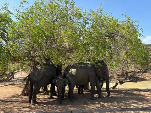 Herd of elephants, including a calf, shelter under a leafy tree near a watering hole in Sri Lanka.