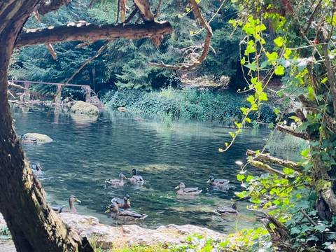 Small pond beneath leafy branches with a group of ducks swimming in clear water