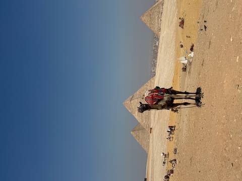 Camel covered in a colourful saddle blanket stands alone before distant pyramids under a deep blue sky