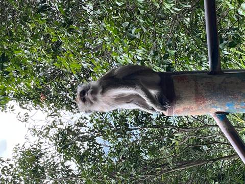 Macaque monkey perched on a rusted post amid dense green foliage