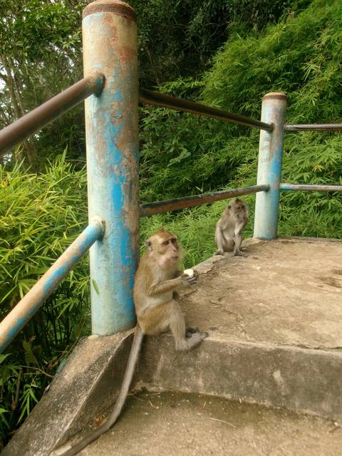 Two monkeys sitting on a concrete platform beside a blue metal railing with bamboo backdrop