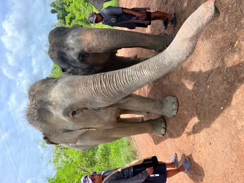 Close view of two Asian elephants standing on red earth under a partly cloudy sky