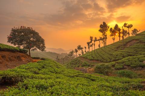 golden sunrise lighting lush green tea plantations and silhouetted trees in rolling hills