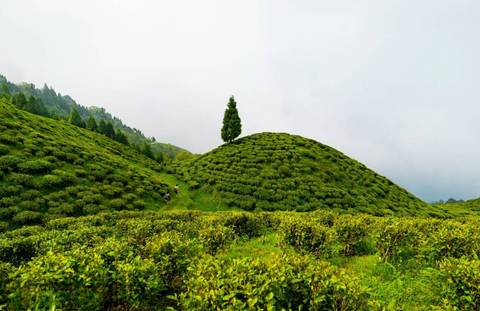 tiny hikers walk along a path on a vivid green tea-covered hill topped by a single tall tree