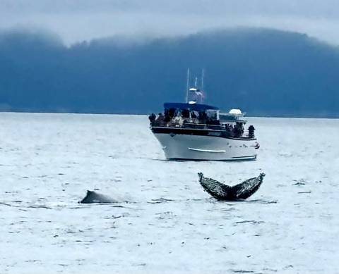 foto de reseña de cliente de Recorrido de 6 días por lo mejor de la Gran Alaska para mayores de 50 años