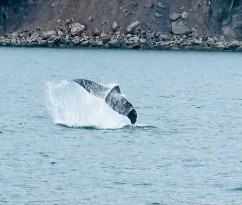 blurry image of a whale tail slapping the water during a breach