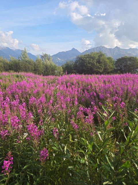Vast meadow filled with vibrant pink wildflowers backed by green trees and distant hazy mountains