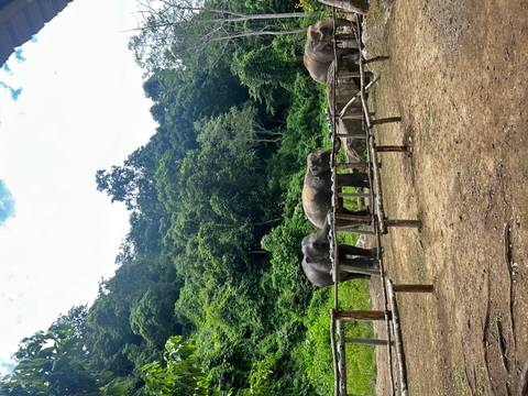 Three elephants behind a rustic wooden barrier amid lush forested hills