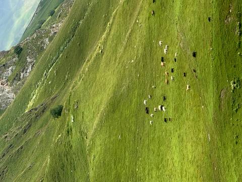 Dozens of cattle graze on a sweeping green alpine slope beneath rocky cliffs.
