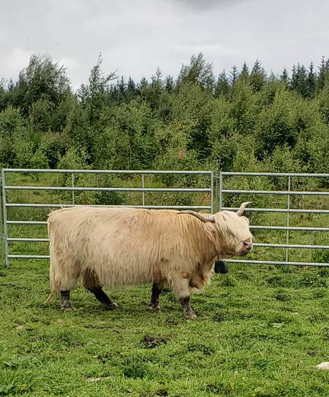 Shaggy highland cow standing in a grassy paddock beside a metal fence with trees in the background