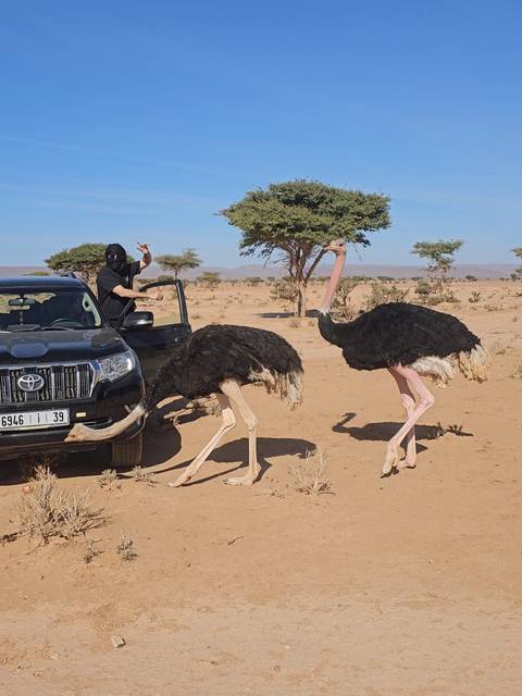 4x4 vehicle in the Sahara with masked driver greeting two curious ostriches on sandy desert terrain