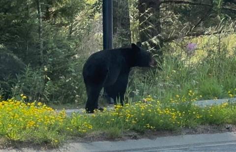 Photo d'avis client sur Canadian Rockies Express