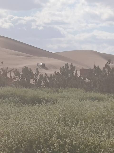 Hazy view of desert dunes behind a band of green shrubs with a small truck atop a ridge.